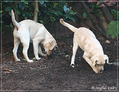 Joyful Lab's Cuddly Girl & Classic Girl