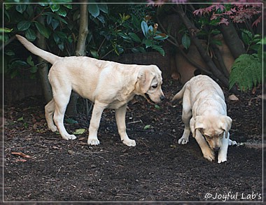 Joyful Lab's Cuddly Girl & Classic Girl