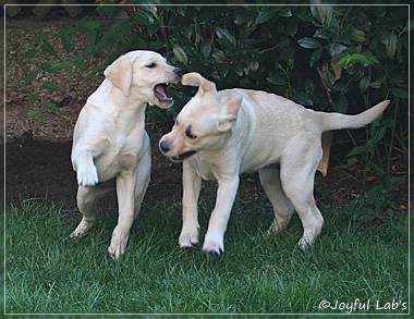 Joyful Lab's Cuddly Girl & Classic Girl