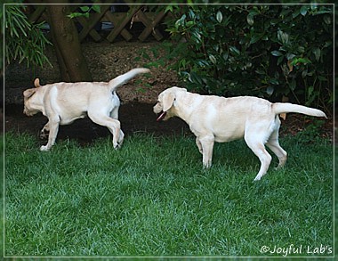 Joyful Lab's Cuddly Girl & Classic Girl