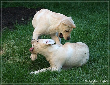 Joyful Lab's Cuddly Girl & Classic Girl