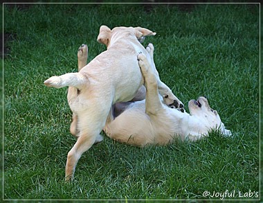 Joyful Lab's Cuddly Girl & Classic Girl