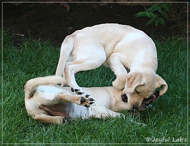 Joyful Lab's Cuddly Girl & Classic Girl