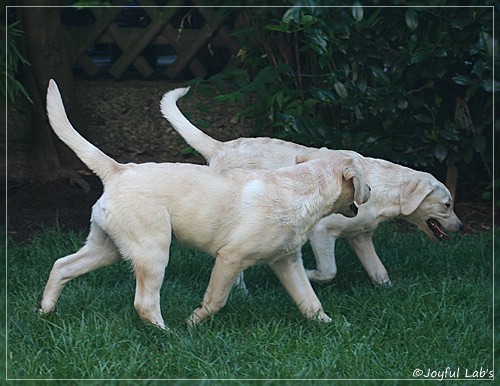 Joyful Lab's Cuddly Girl & Classic Girl