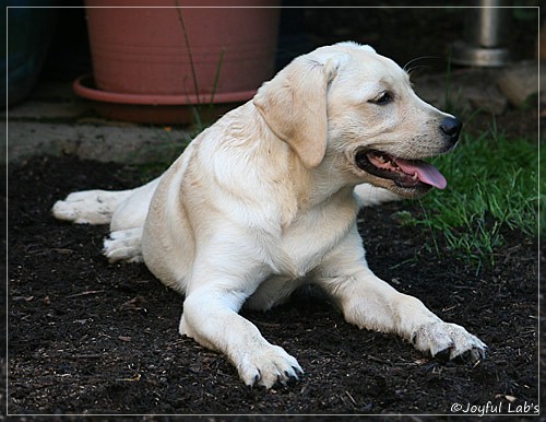 Joyful Lab's Cuddly Girl