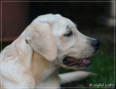 Joyful Lab's Cuddly Girl