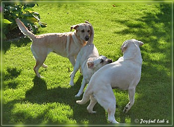 Joyful Lab's zu Besuch in Schaafheim