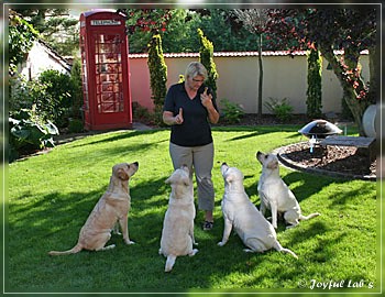 Joyful Lab's zu Besuch in Schaafheim