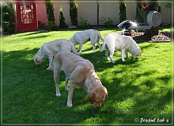 Joyful Lab's zu Besuch in Schaafheim