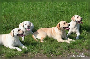 Joyful Lab's Absolute Power Boy "Finn" zu Besuch