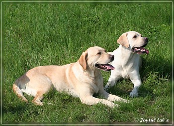 Joyful Lab's Absolute Power Boy "Finn" zu Besuch