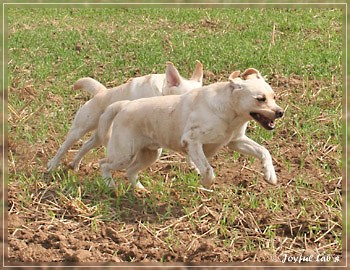 Joyful Lab's Absolute Power Boy "Finn" zu Besuch