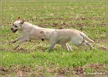 Joyful Lab's Absolute Power Boy "Finn" zu Besuch