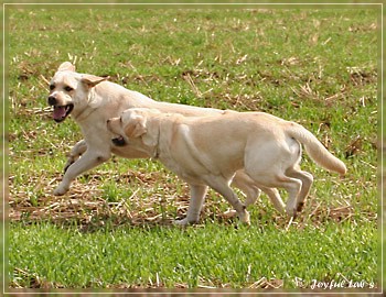 Joyful Lab's Absolute Power Boy "Finn" zu Besuch