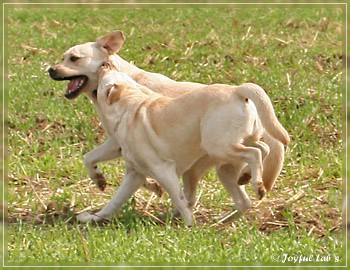 Joyful Lab's Absolute Power Boy "Finn" zu Besuch