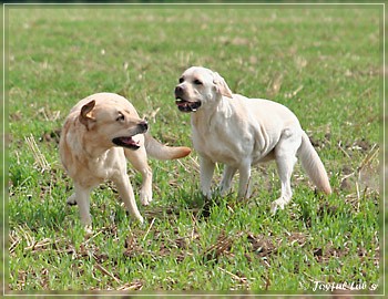 Joyful Lab's Absolute Power Boy "Finn" zu Besuch