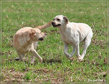 Joyful Lab's Absolute Power Boy "Finn" zu Besuch