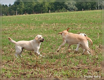 Joyful Lab's Absolute Power Boy "Finn" zu Besuch