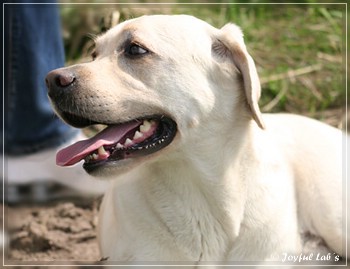 Joyful Lab's Absolute Power Boy "Finn"