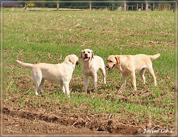 Joyful Lab's Absolute Power Boy "Finn" zu Besuch