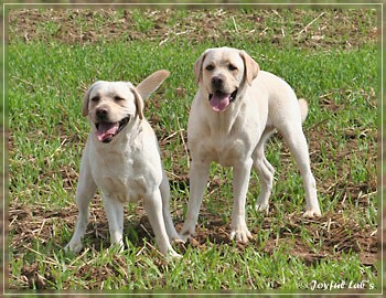 Joyful Lab's Absolute Power Boy "Finn" zu Besuch