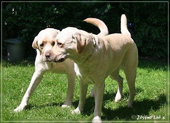 Joyful Lab's Absolute Power Boy "Finn" zu Besuch