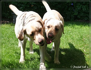 Joyful Lab's Absolute Power Boy "Finn" zu Besuch