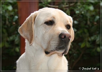 Joyful Lab's Absolute Power Boy "Finn"