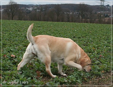 Hanna - Rosefair Joyful Girl