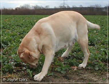 Hanna - Rosefair Joyful Girl