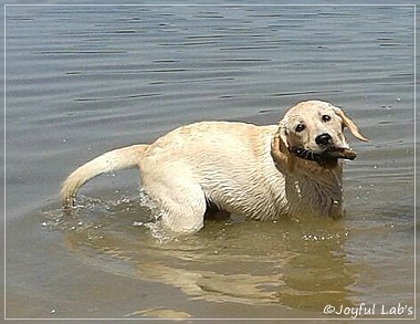 Joyful Lab's Checker Boy