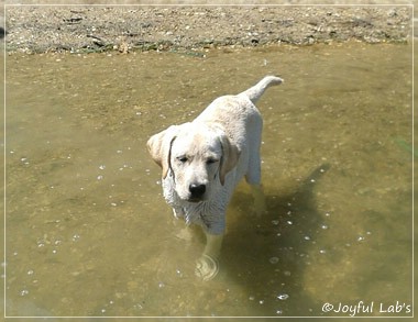 Joyful Lab's Checker Boy