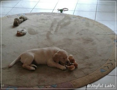 Joyful Lab's Checker Boy