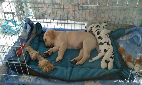 Joyful Lab's Checker Boy