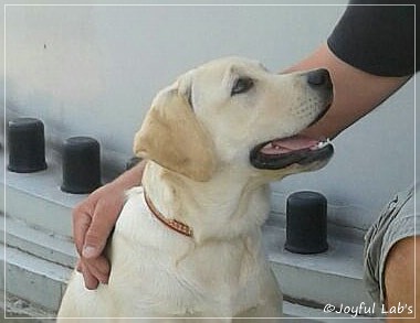 Joyful Lab's Checker Boy