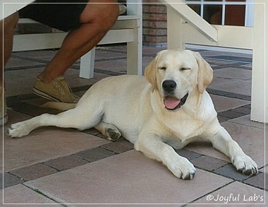 Joyful Lab's Checker Boy