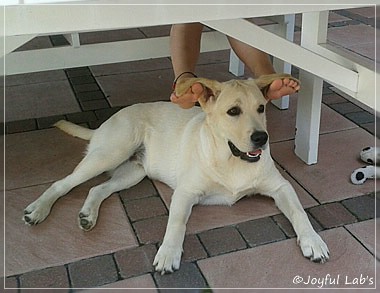 Joyful Lab's Checker Boy