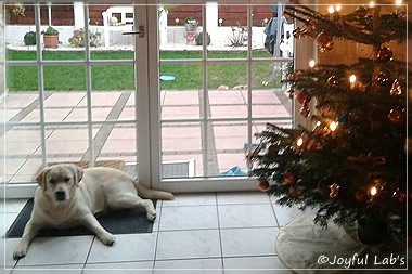 Joyful Lab's Checker Boy