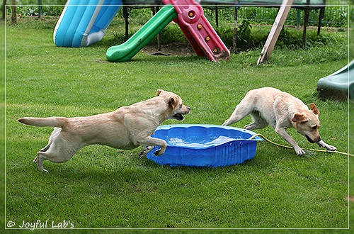 Joyful Lab's Classic & Cheeky Girl