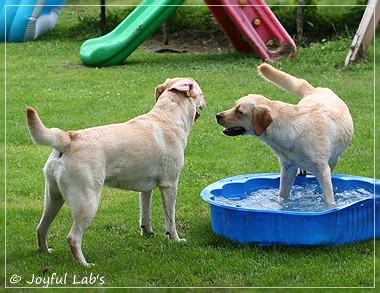 Joyful Lab's Classic & Cheeky Girl