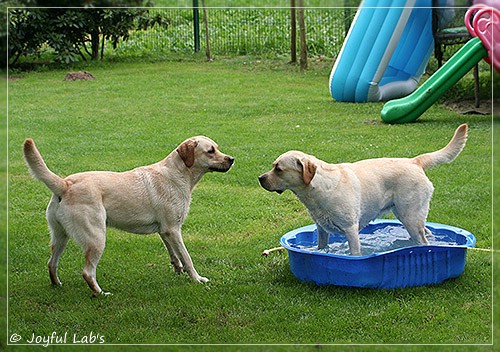 Joyful Lab's Classic & Cheeky Girl