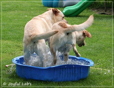 Joyful Lab's Classic & Cheeky Girl