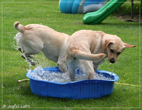 Joyful Lab's Classic & Cheeky Girl