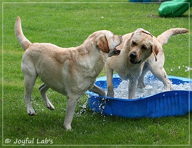 Joyful Lab's Classic & Cheeky Girl