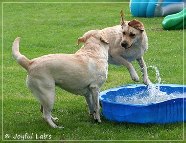 Joyful Lab's Classic & Cheeky Girl