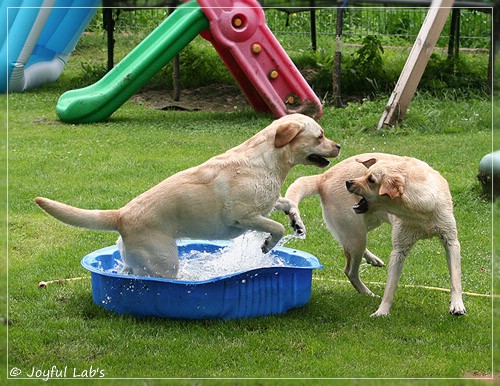 Joyful Lab's Classic & Cheeky Girl