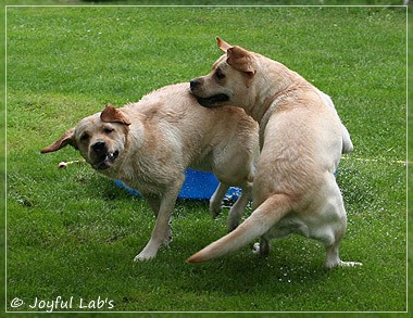 Joyful Lab's Classic & Cheeky Girl