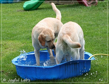 Joyful Lab's Classic & Cheeky Girl