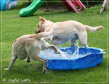 Joyful Lab's Classic & Cheeky Girl