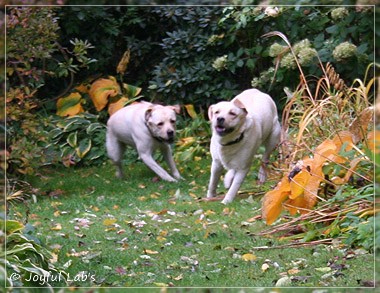 Joyful Lab's Cuddly Girl & Classic Girl